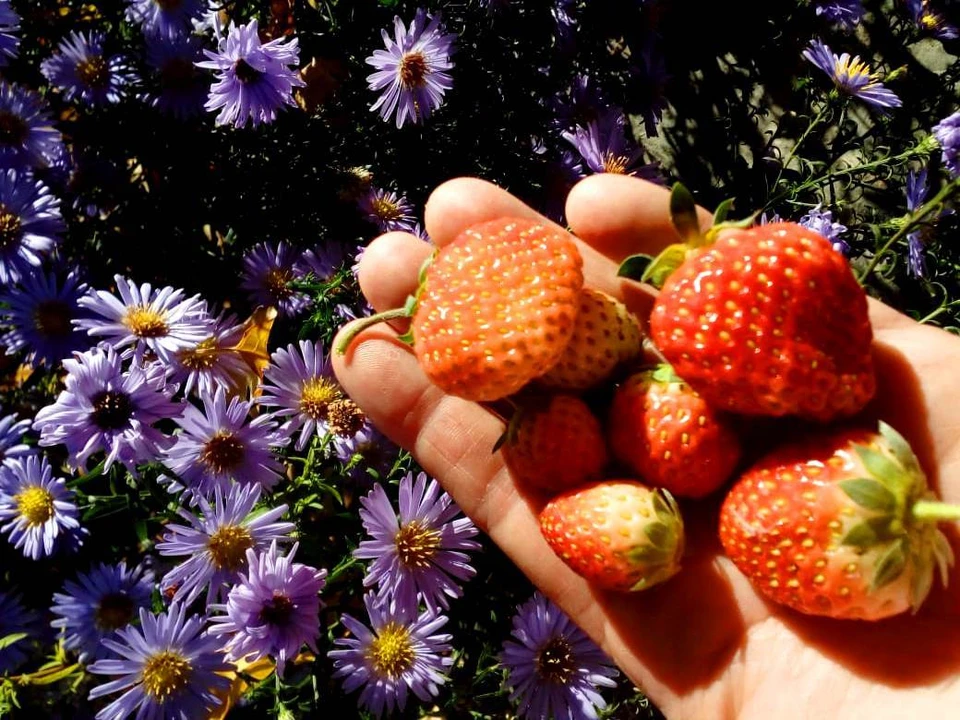 В нынешнем сезоне планируется собрать не менее 200 тонн ягоды с общей площади 53 га.