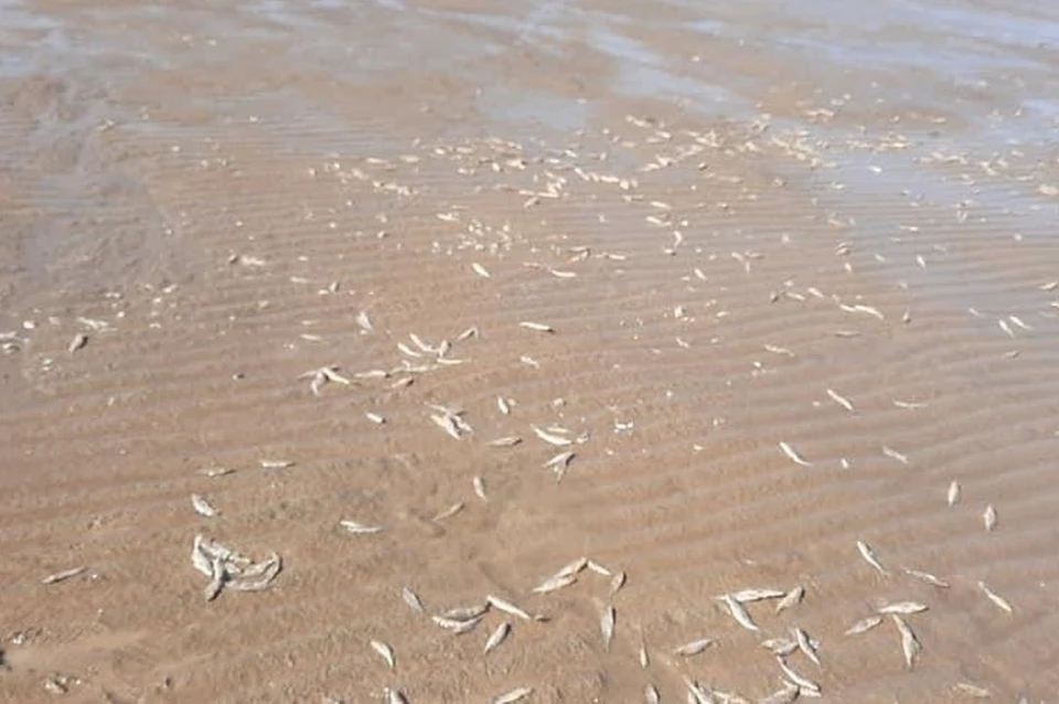 Весь берег усыпан мертвыми мальками. Фото: Елизавета Бражник