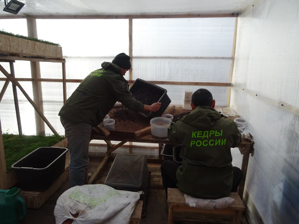 Саженцы кедров взрастили из проросших орешков.