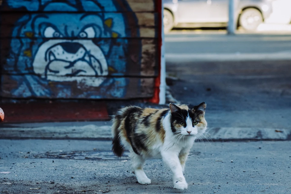 Житель Новокуйбышевска жестоко расправился с кошкой отца, которую он спас с улицы три года назад