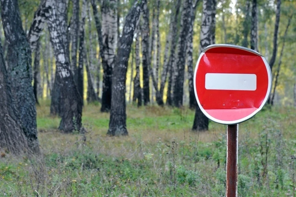 В регионе временно запретили посещение лесов. Для нарушителей предусмотрены штрафы.