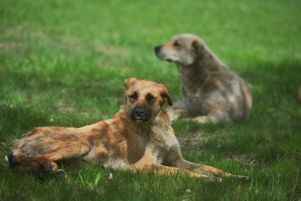 В поселке Ишеевка Ульяновского района стая собак искусала малолетнюю девочку