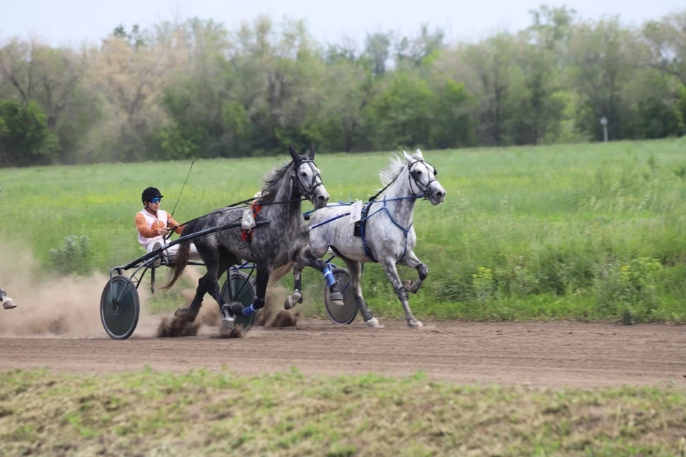 В испытаниях примут участие 60 лошадей. Фото - минсельхоз Оренбургской области