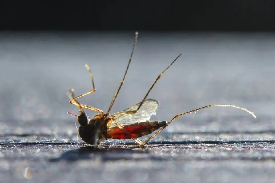 Ученые объяснили, почему одних людей кусают комары, а других нет. Фото: GLOBAL LOOK PRESS