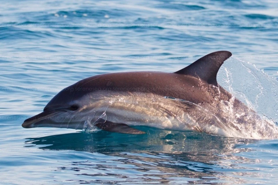 На полуострове мирно уживаются три вида дельфинов. Фото: Центр реабилитации дельфинов «Безмятежное Море»/VK