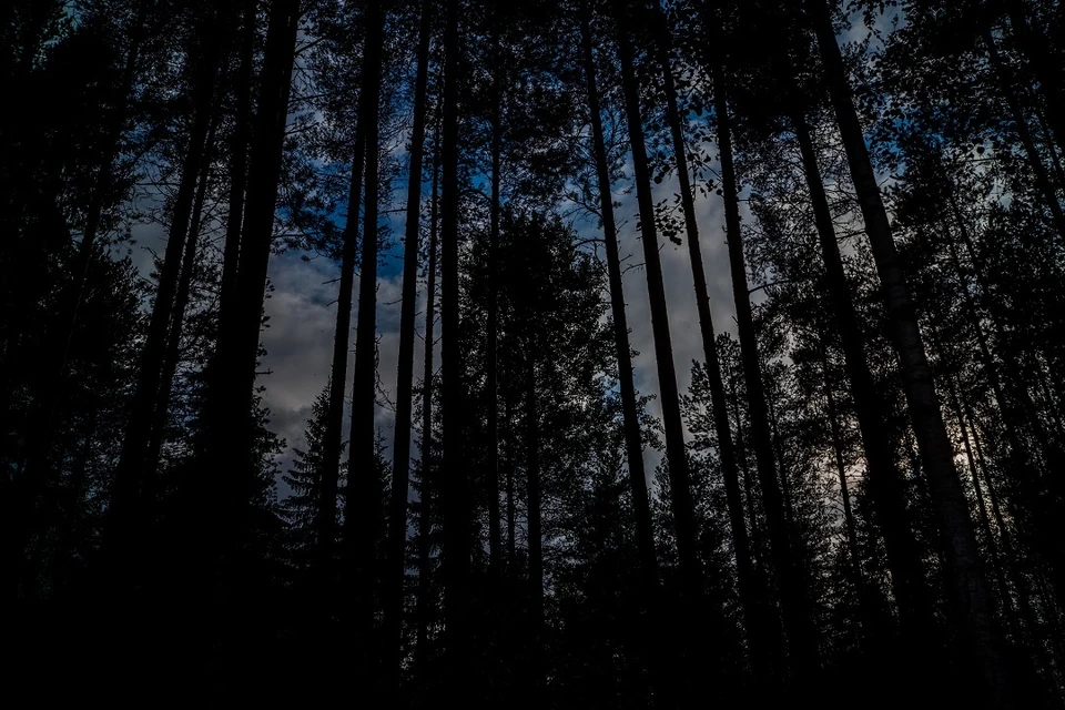 В Новосибирске мужчина-инвалид застрял в ночном лесу на сломанной машине.