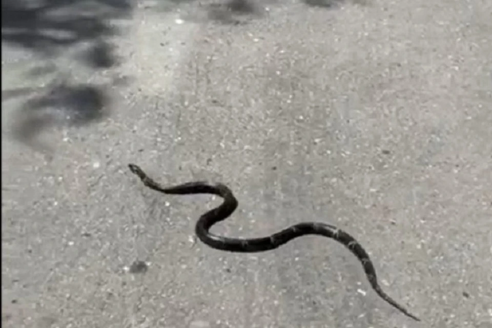 Змею заметили и сняли на видео на набережной Хабаровска Фото: скриншот из видео