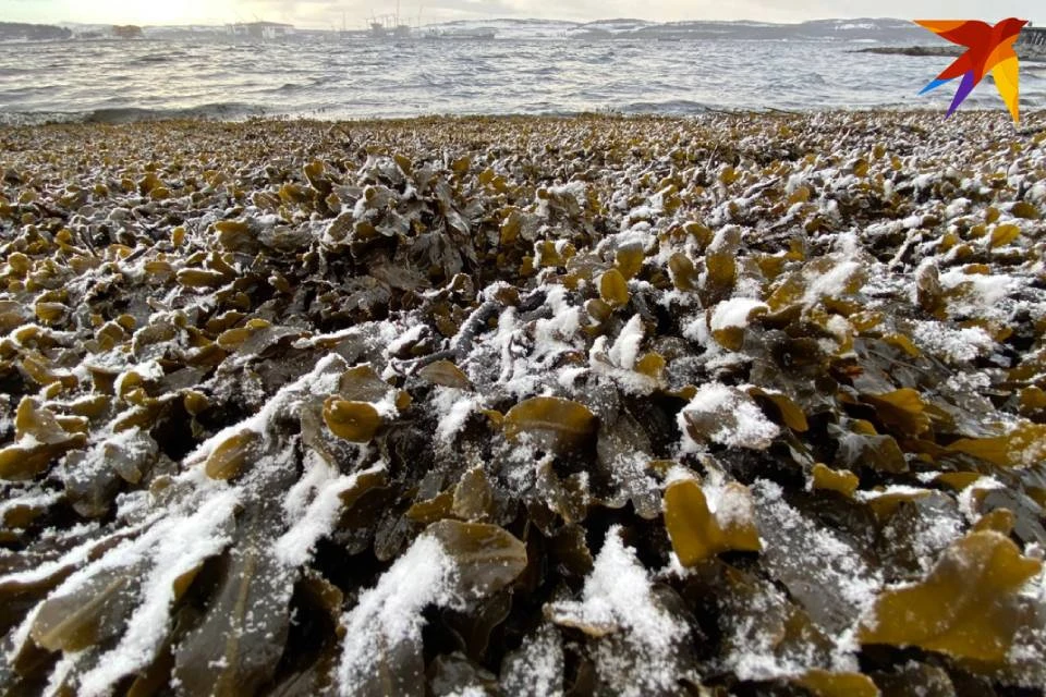 Полезные вещества в водорослях северных морей могут спасти людей от болезней.