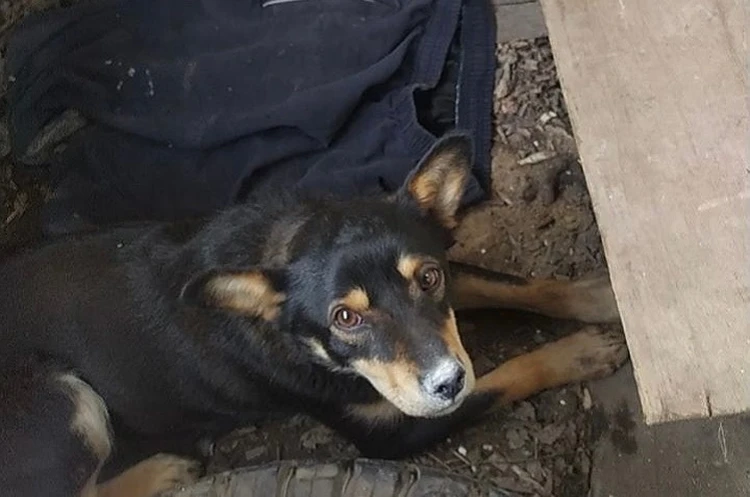 Мобилизованные из Нижнего Тагила приютили пса, и теперь он получает гуманитарные посылки наравне с бойцами