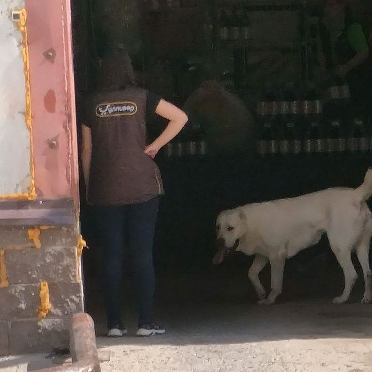 Хозяйский алабай рвет собак, а в ответ – тишина!»: огромная псина держит в  страхе целый микрорайон Ульяновска, а на ее хозяев не могут найти управу -  KP.RU