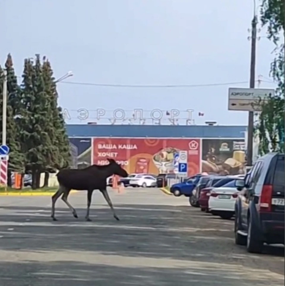 Фото: скриншот из видео