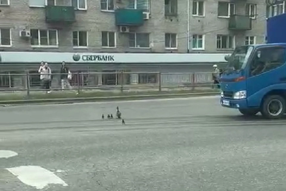 Семья уток, переходящая оживленную дорогу в Хабаровске, попала на видео Фото: скриншот из видео