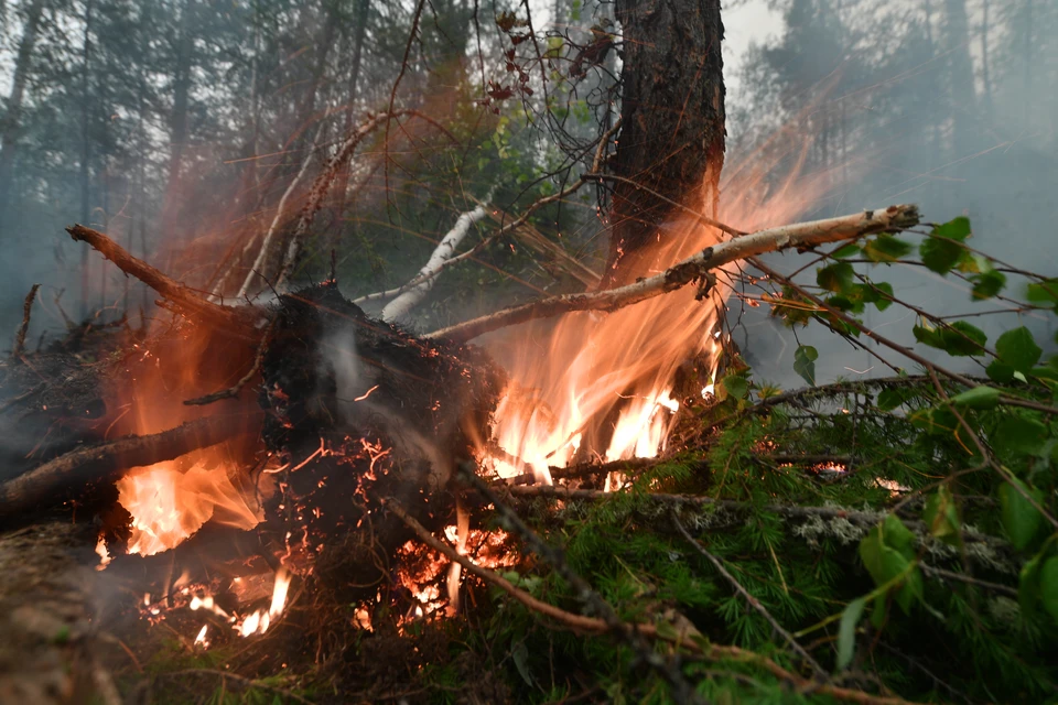 В Иркутской области установлены семь виновников лесных пожаров