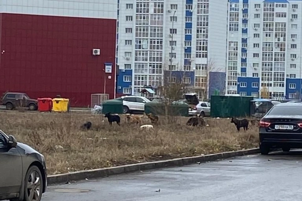 За минувшую неделю зарегистрировано три нападения бездомных собак на людей.