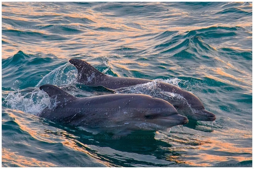 Китообразные нуждаются в защите. Фото: Центр реабилитации дельфинов «Безмятежное Море»/VK