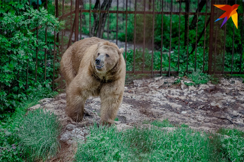 Медведей в окрестностях Териберки видят часто.