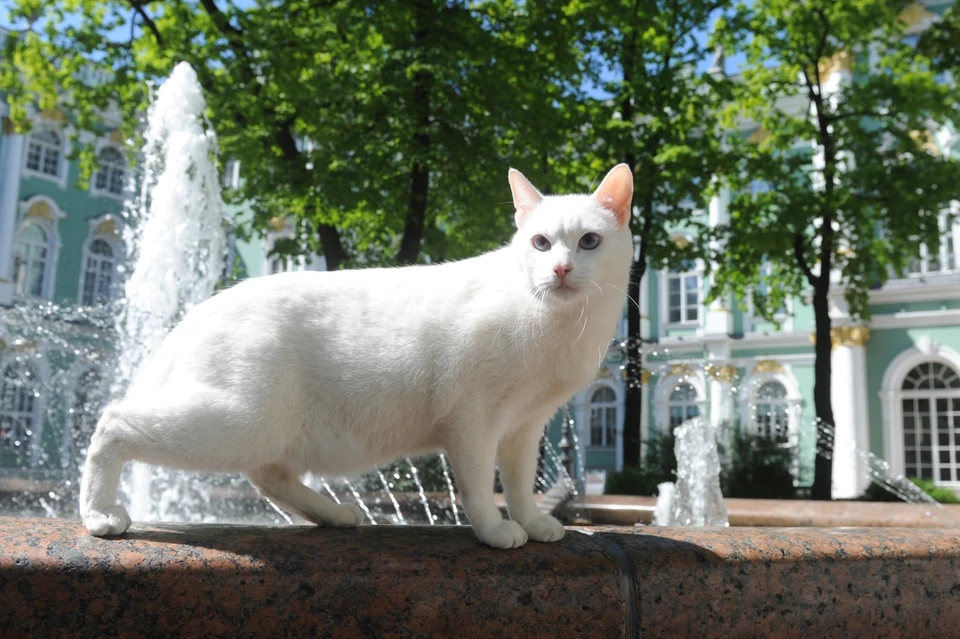 Рассказываем все факты о хранителе Эрмитажа Ахилле ко Дню петербургских котов и кошек.