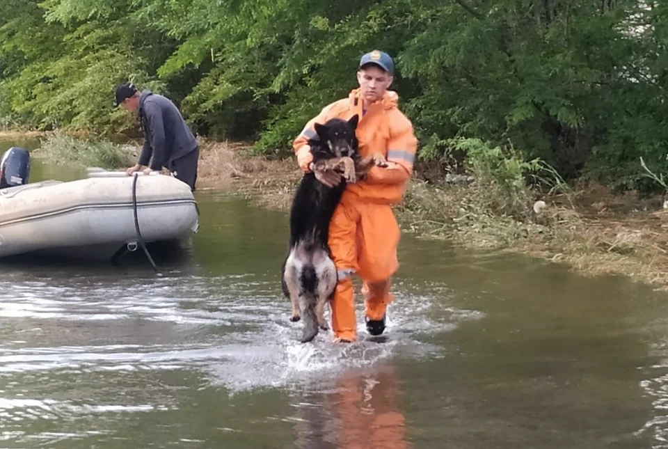 Спасатели помогают и людям, и животным ФОТО: Андрей Алексеенко