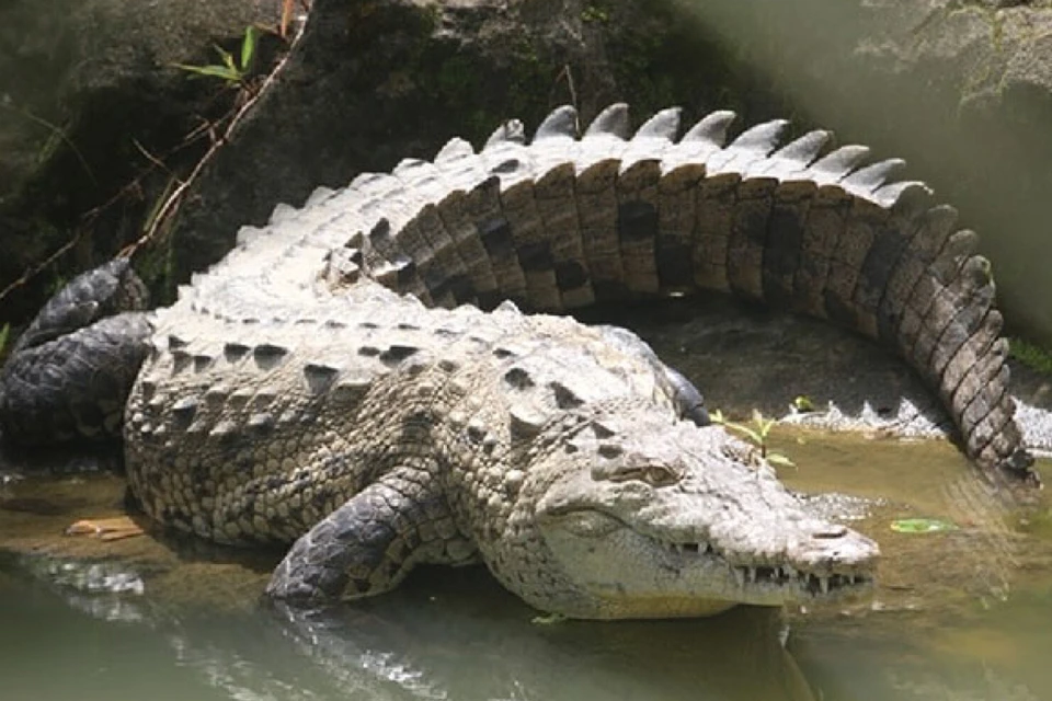 Вот так выглядит взрослый американский крокодил