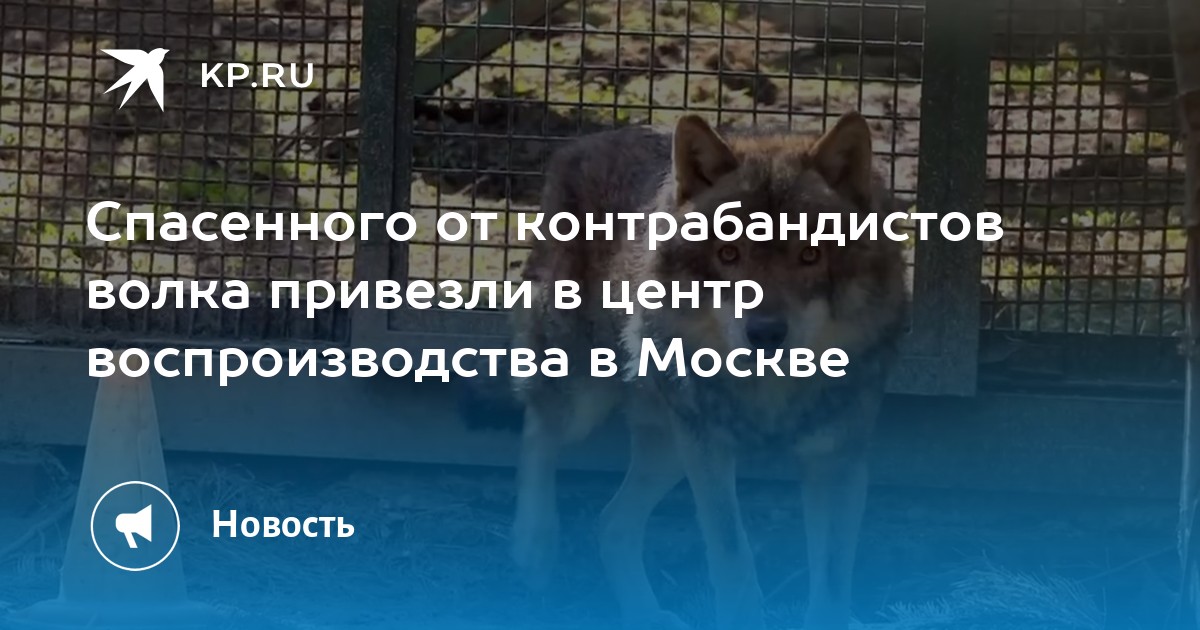 Звери в московском зоопарке