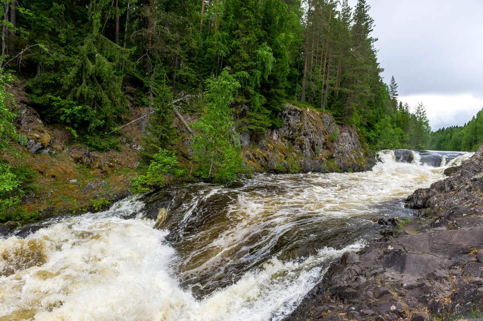 КСП Санкт-Петербурга начинает контрольное мероприятие в ГКУ «Курортный лесопарк»