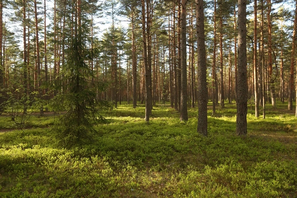 Спасатели и пожарные ежедневно патрулируют лесные массивы, парки и другие природные территории