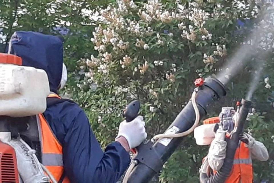 В Иркутске ежедневно проводят обработку деревьев от горностаевой моли