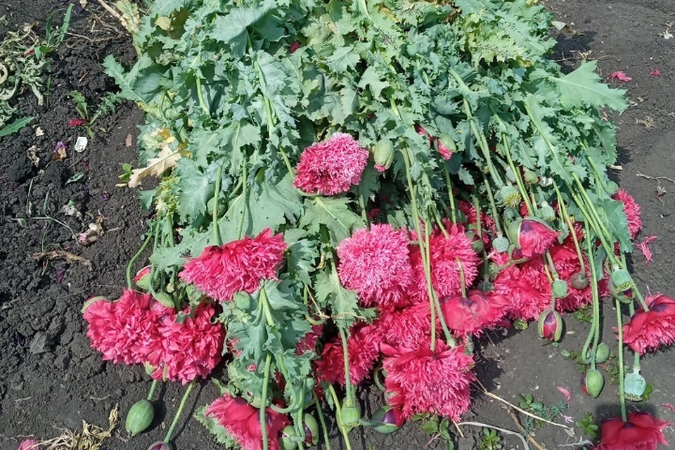 Более двух тысяч кустов незаконно выращенного снотворного мака изъяли в Беловодском районе. Фото - МВД ЛНР