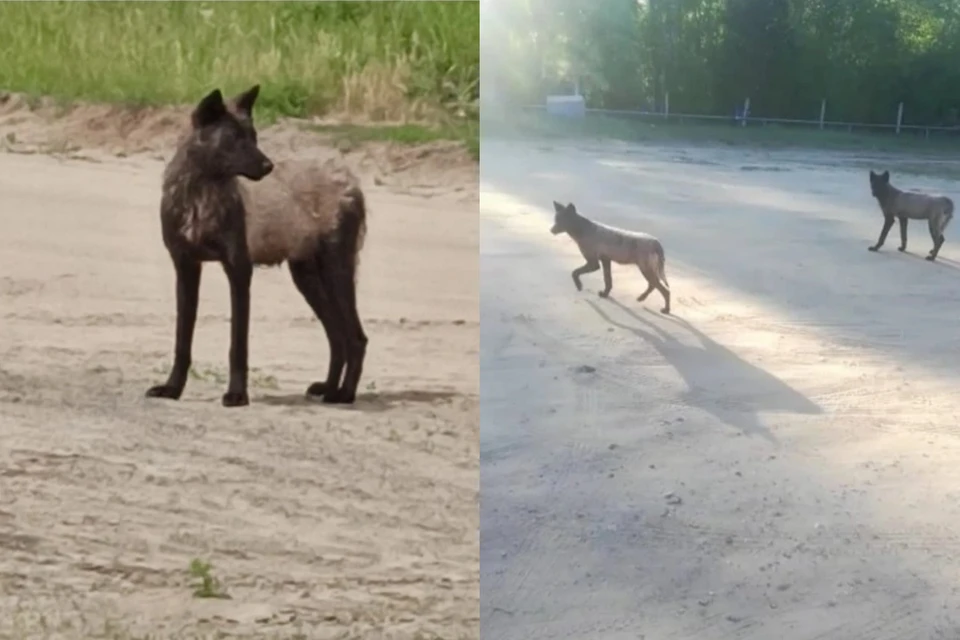 Волки несколько недель не дают покоя жителям Сузуна. Фото: Предоставлено героиней публикации