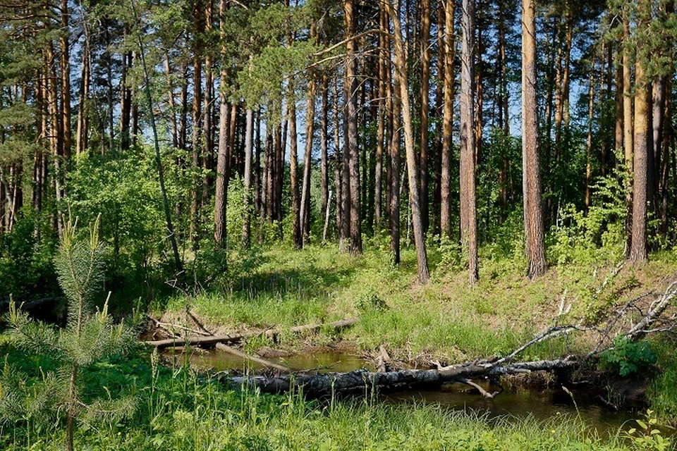 Ущерб, как подсчитали специалисты, составил 27,2 тысячи рублей