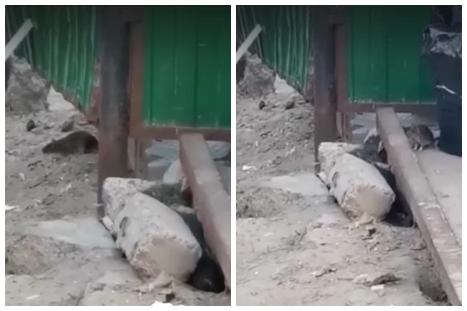 Крысы на мусорной площадке