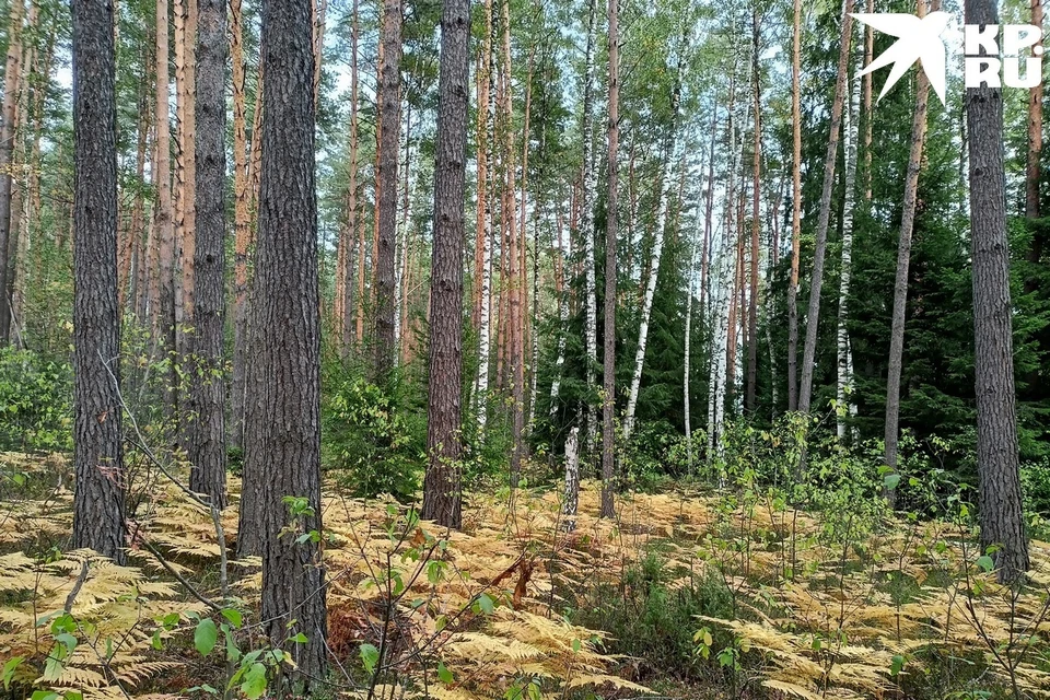 Власти высоко оценивают риски пожаров в лесах и пытаются отвадить людей от их посещения.