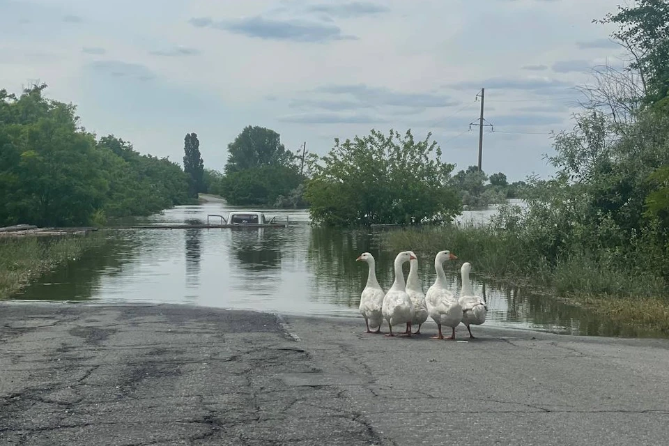 Вода уходит, жизнь налаживается Фото: Новокаховская администрация