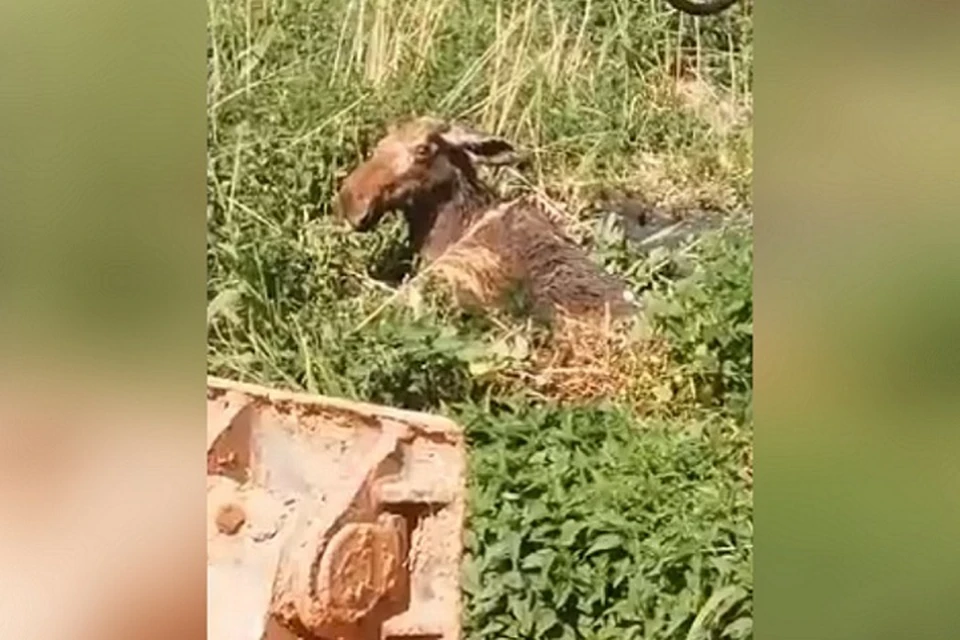 Фото: Чайковский Водоканал / ВКонтакте