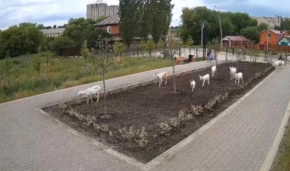 В Новомосковске стадо коз изуродовали новый сквер