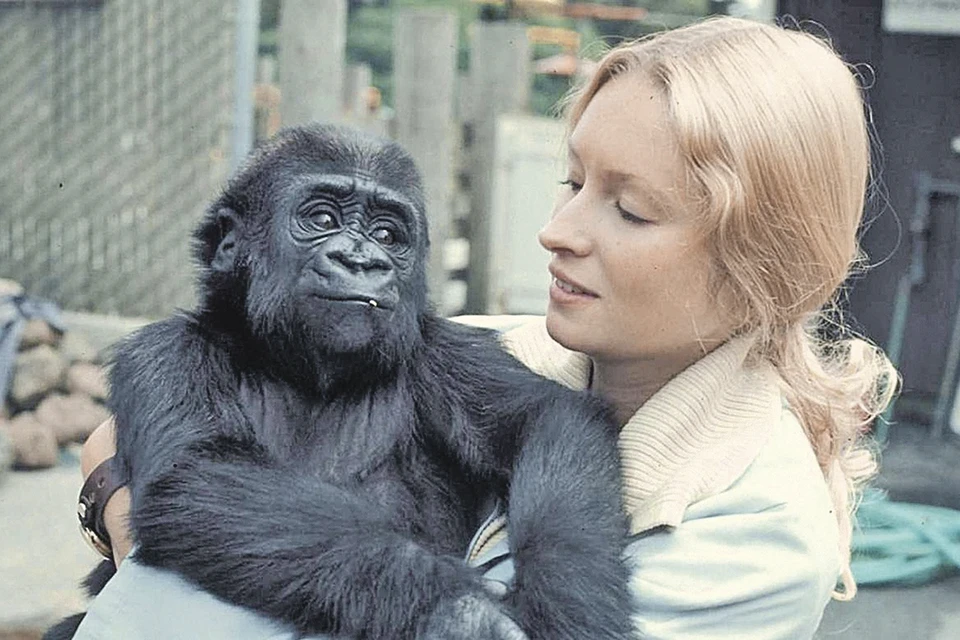 Юная Коко со своей наставницей Франсин Паттерсон. Став старше, горилла выросла и весила 127 кг.