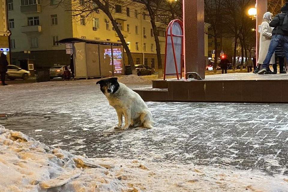 План застройки лесобазы тюмень