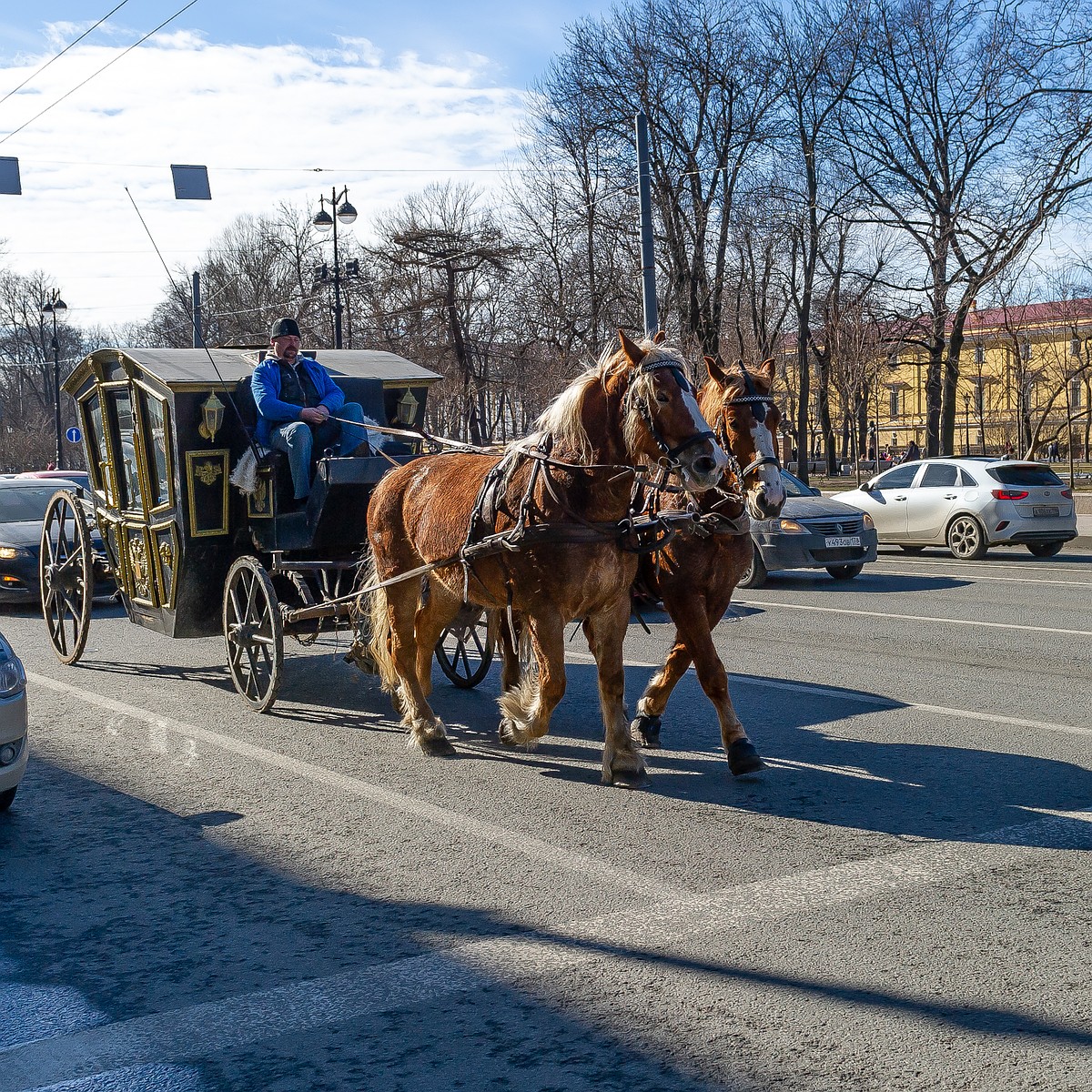 Суд отпустил петербуржца, по вине которого лошади побежали в толпу на  Дворцовой площади - KP.RU