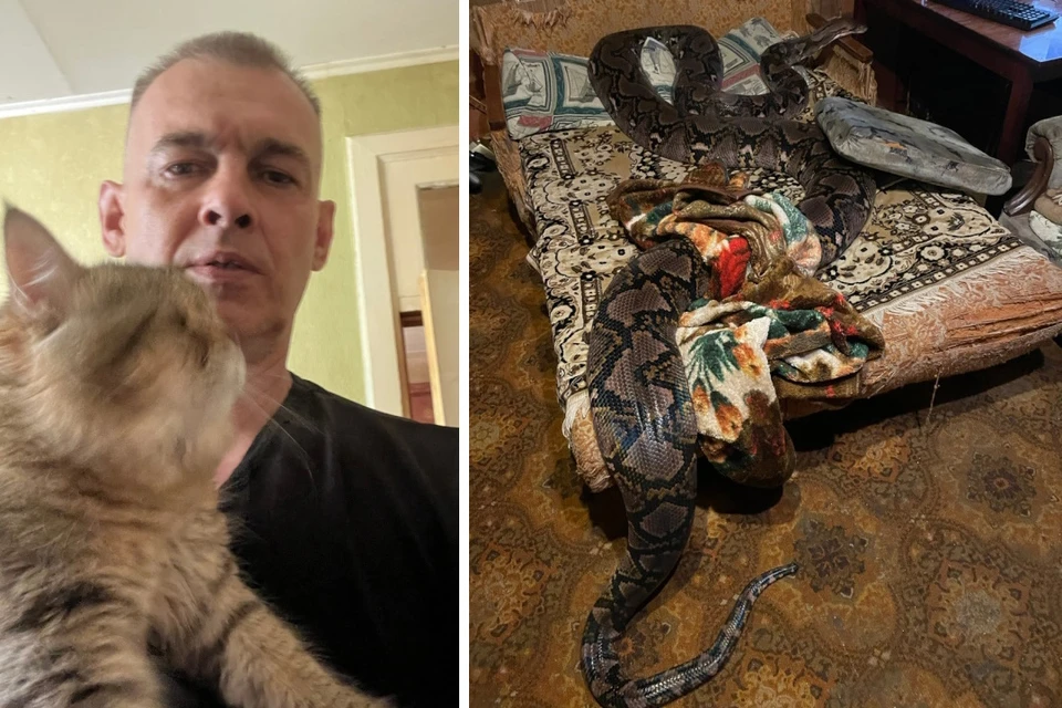 Сергей взял трехсотграммовую змейку восемь лет назад, а теперь питомец весит больше центнера.