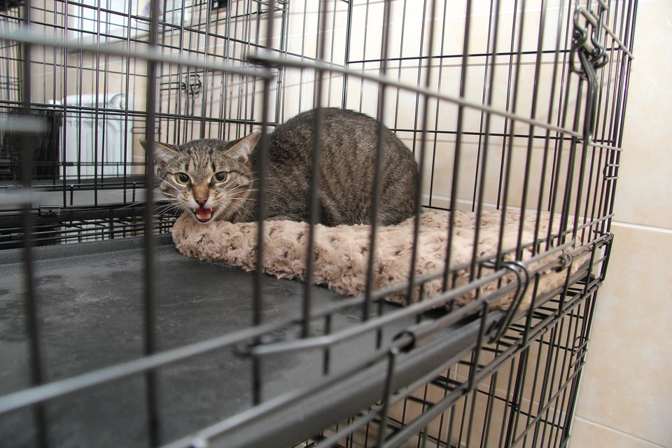 В Железнодорожном районе Ульяновска бешеный кот укусил свою хозяйку