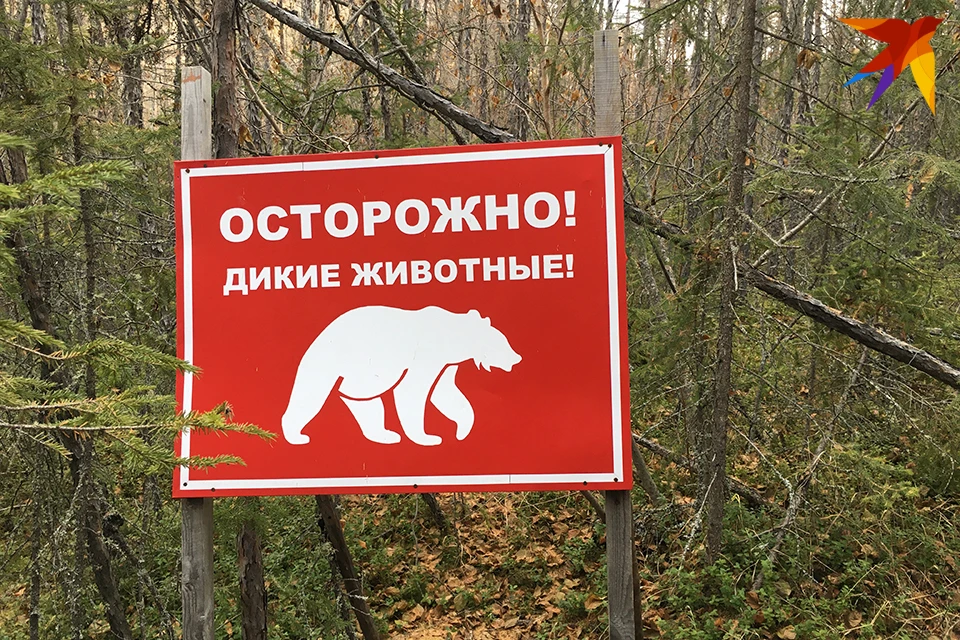 Жители Мурманской области все чаще встречают в людских угодьях медведей.