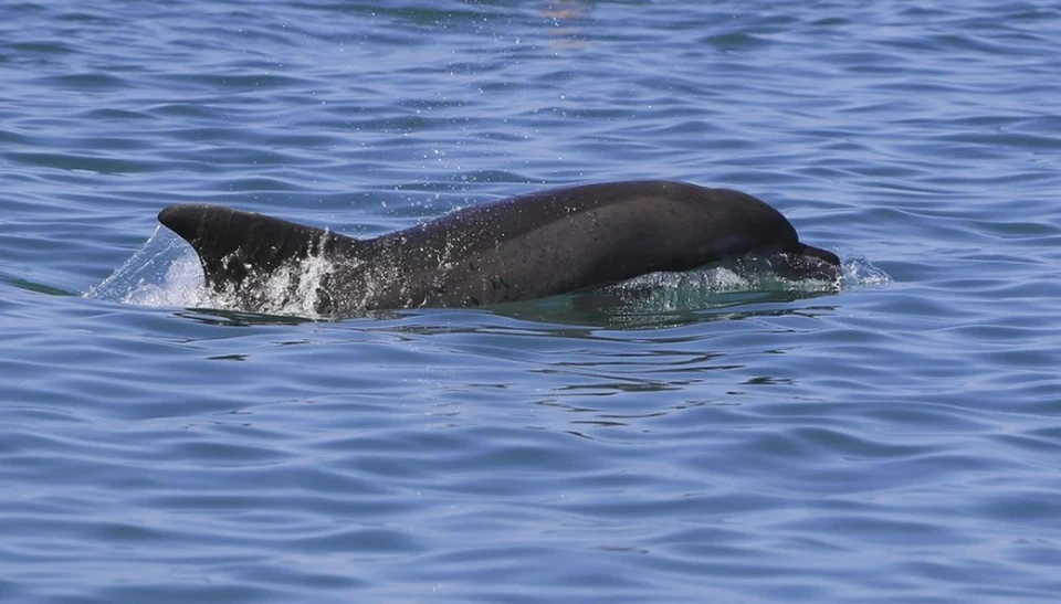 Более 50 чёрных дельфинов погибли в Австралии, когда их выбросило на берег
