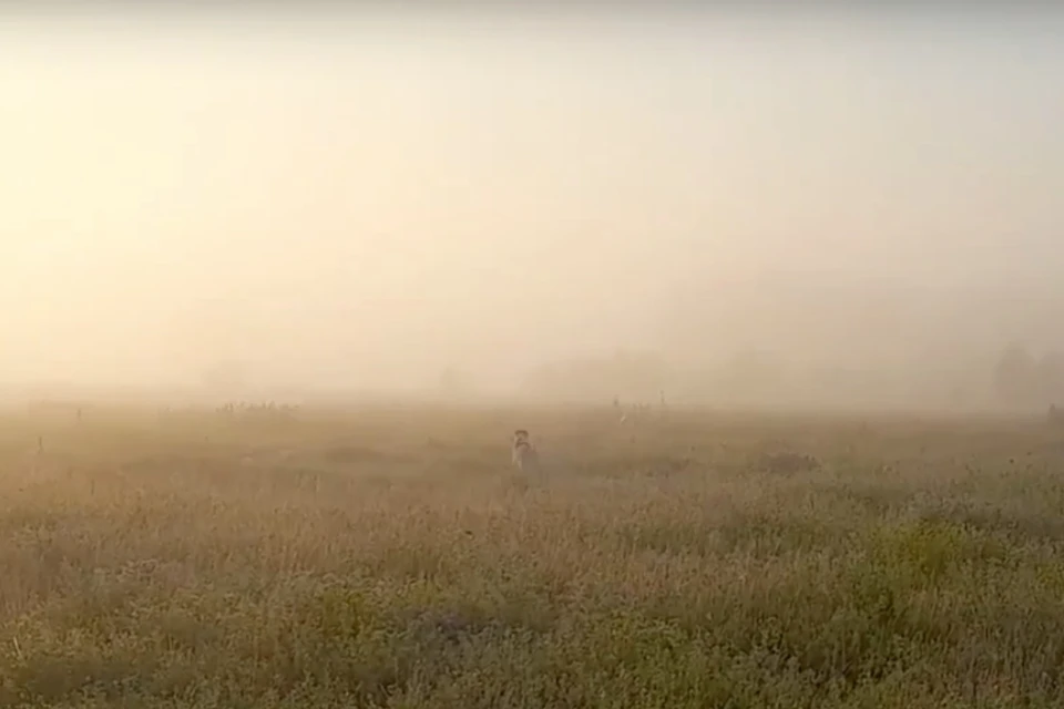 Густой туман накрыл Новосибирскую область на рассвете 5 августа - KP.RU