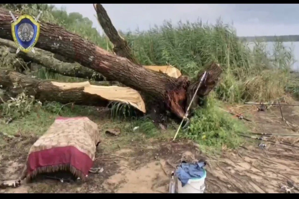 На Вилейском водохранилище дерево насмерть придавило мужчину. Фото: скриншот с видео Следственного комитета