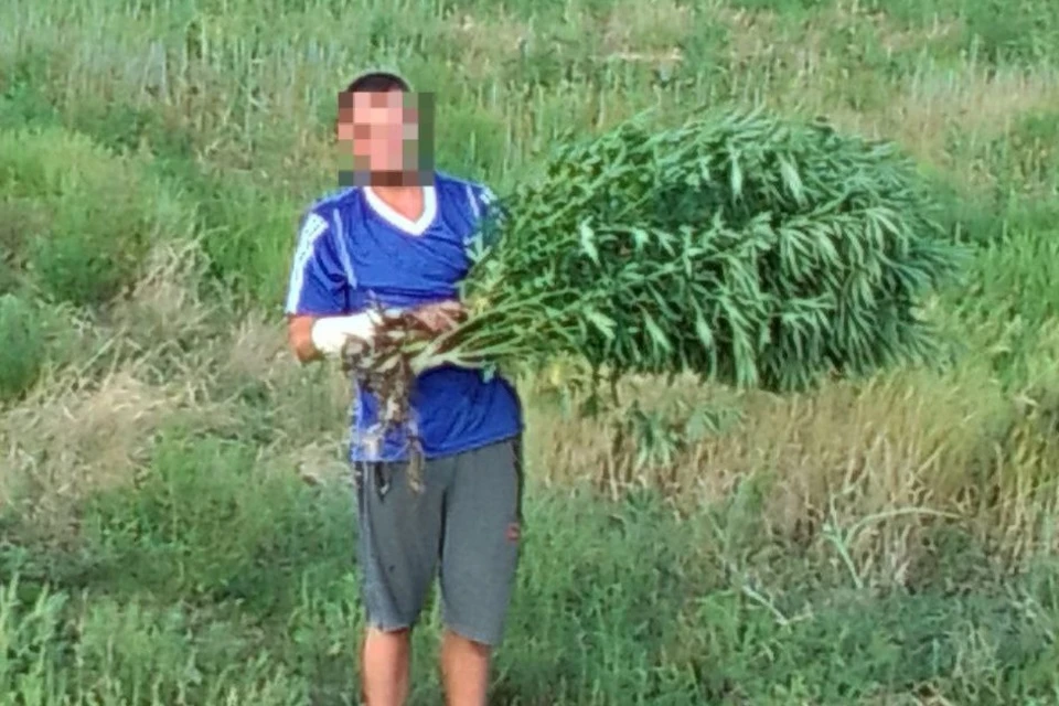 В селе Рубановка задержали 27-летнего местного жителя с пятью кустами конопли