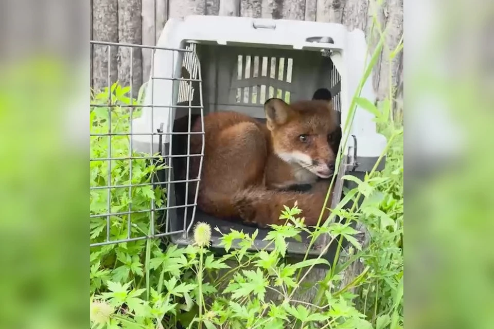 Лис идет на поправку.