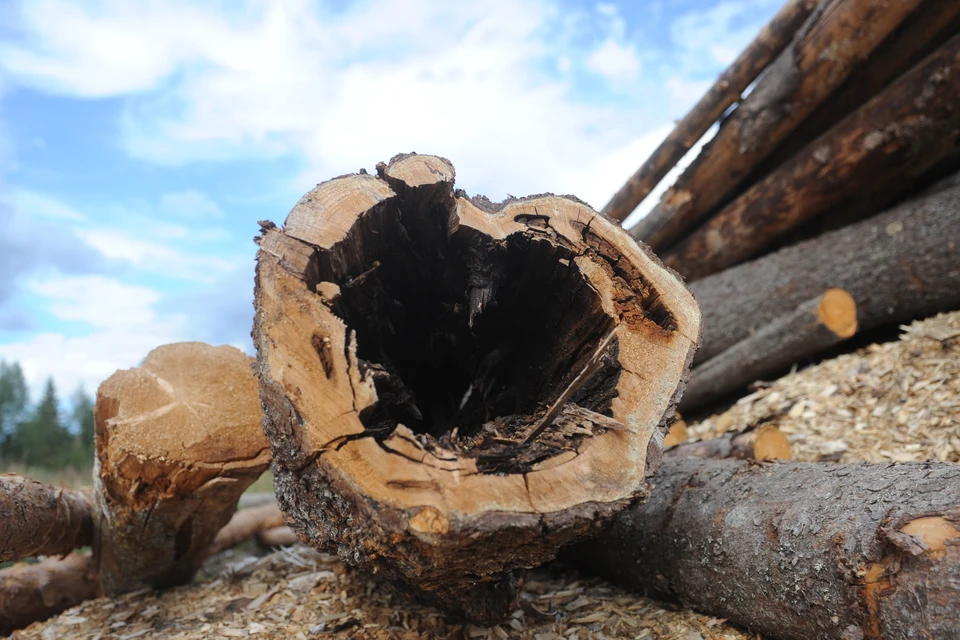 Бывшего лесничего в Приозерском районе будут судить из-за взятки за ...