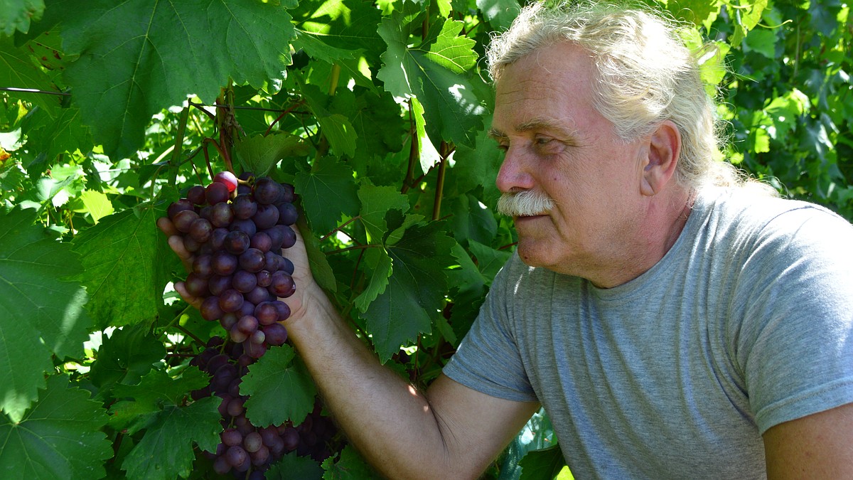 Садоводы жалуются на неурожай винограда в ДНР в этом году: что к этомупривело и как избежать в будущем - KP.RU