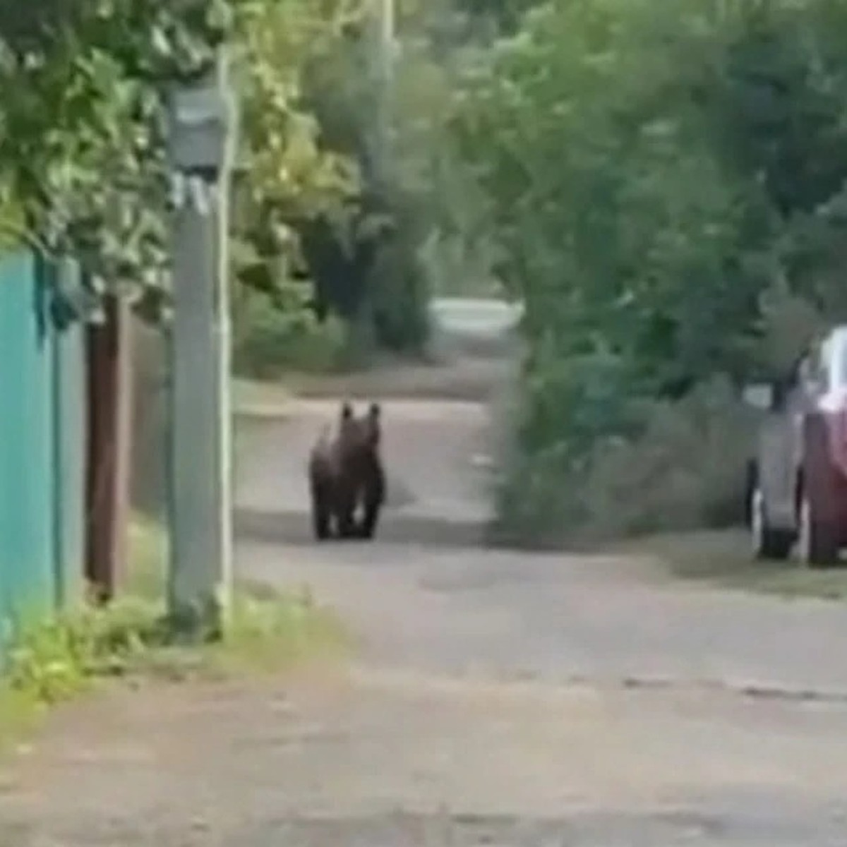 Что случилось с медведем, который несколько дней гулял по Уфе - 30 августа  2023 года - KP.RU