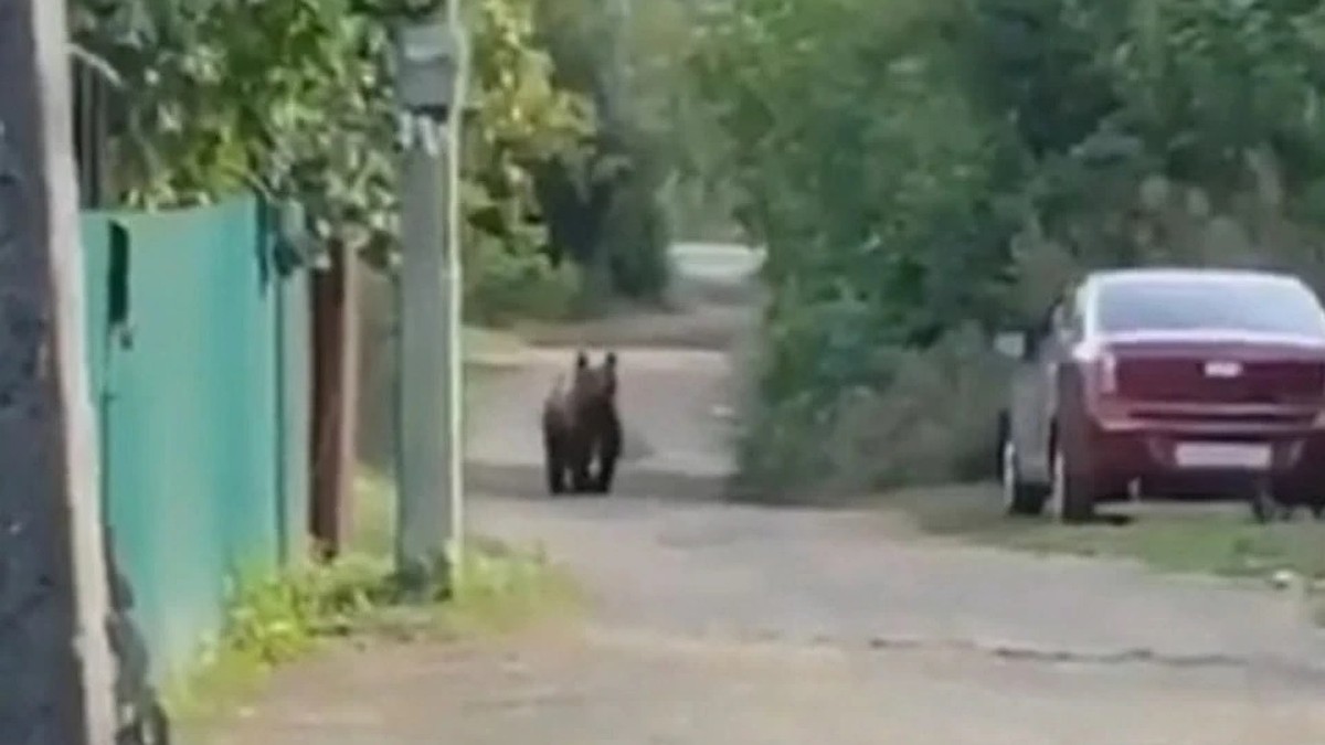 Что случилось с медведем, который несколько дней гулял по Уфе - 30 августа  2023 года - KP.RU